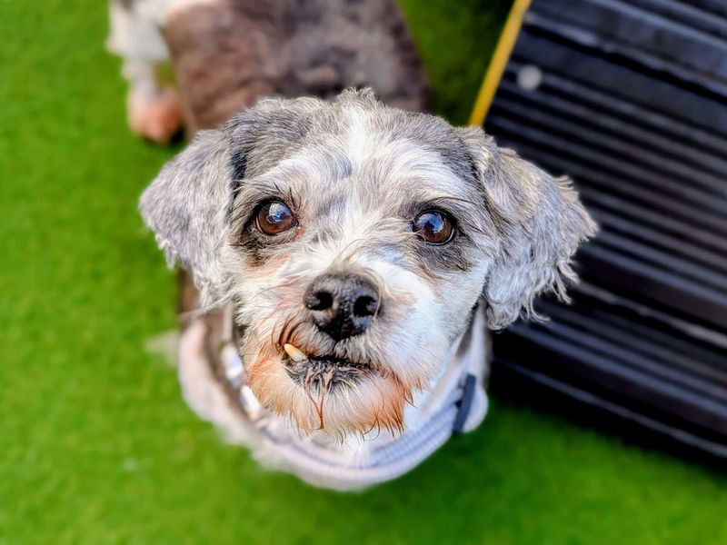 Shih Tzu for adoption in Cardiff / Caerdydd, South Glamorgan – 7 years old - Image 3 of 3