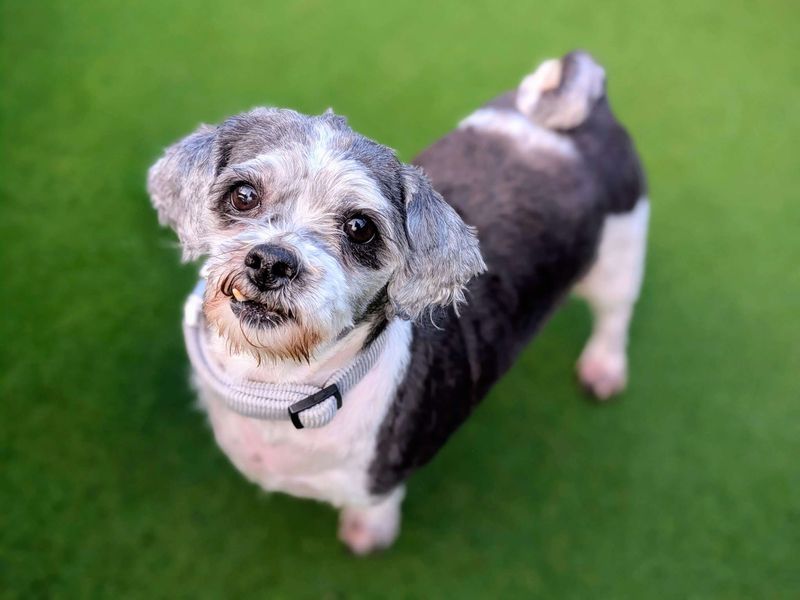 Shih Tzu for adoption in Cardiff / Caerdydd, South Glamorgan – 7 years old - Image 2 of 3