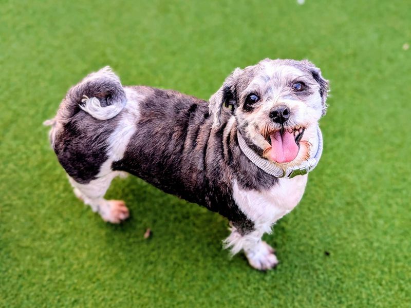 Shih Tzu for adoption in Cardiff, Glamorgan – 7 years old