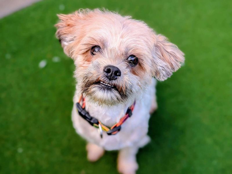 Shih Tzu for adoption in Cardiff, Glamorgan – 2 years old - Image 4 of 4