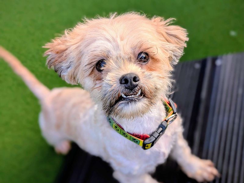 Shih Tzu for adoption in Cardiff, Glamorgan – 2 years old - Image 2 of 4