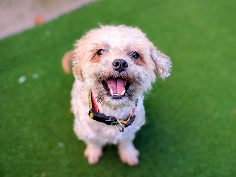 Daisy | Shih Tzu | Cardiff - 1