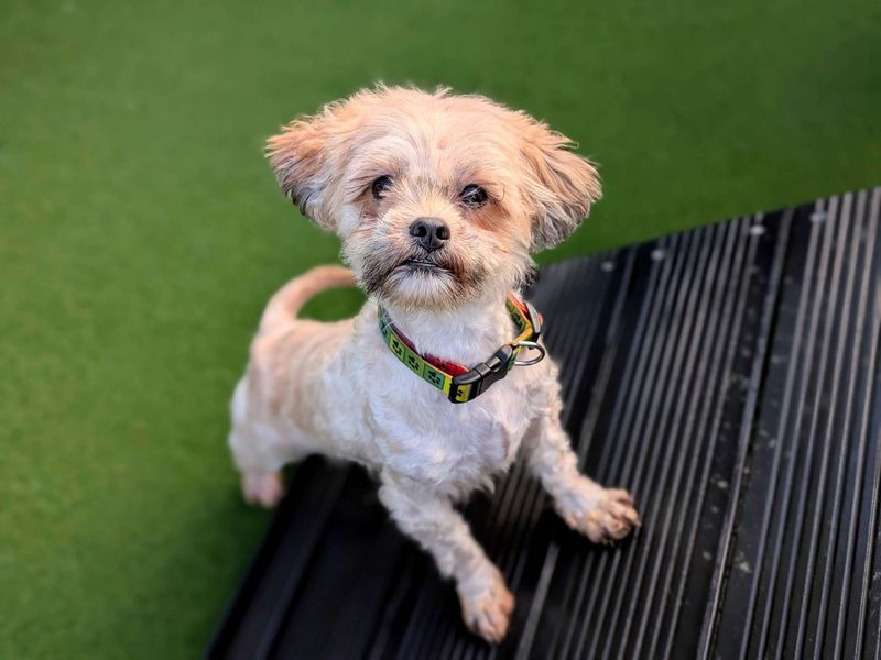 Shih Tzu for adoption in Cardiff, Glamorgan – 2 years old - Image 3 of 4