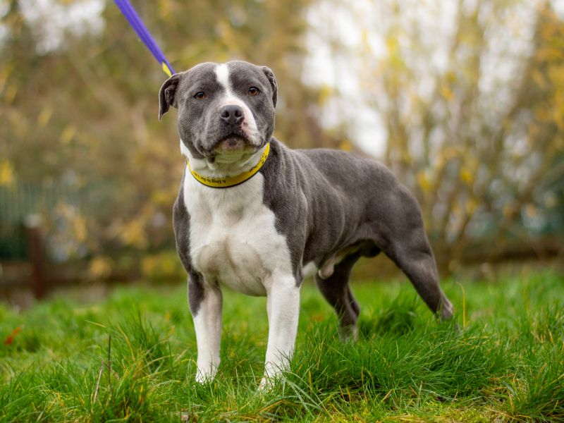 Staffordshire Bull Terrier for adoption in Kenilworth, Warks – 2 years old