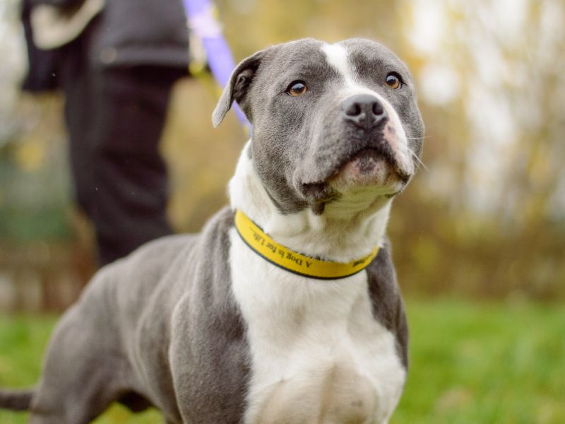 Staffordshire Bull Terrier for adoption in Kenilworth, Warwickshire – 2 years old - Image 3 of 4