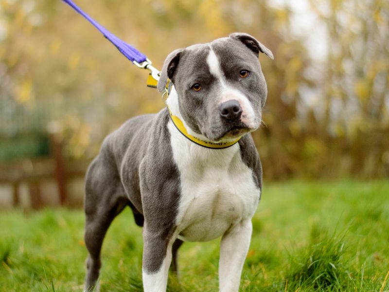 Staffordshire Bull Terrier for adoption in Kenilworth, Warwickshire – 2 years old - Image 2 of 4