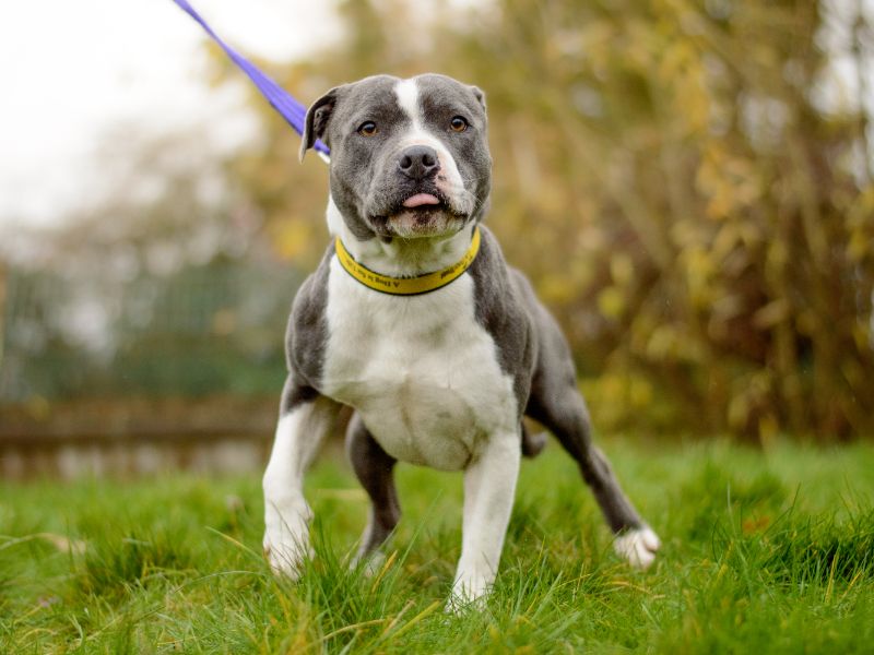 Staffordshire Bull Terrier for adoption in Kenilworth, Warwickshire – 2 years old - Image 4 of 4