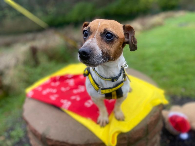 Jack Russell Terrier for adoption in , – 3 years old