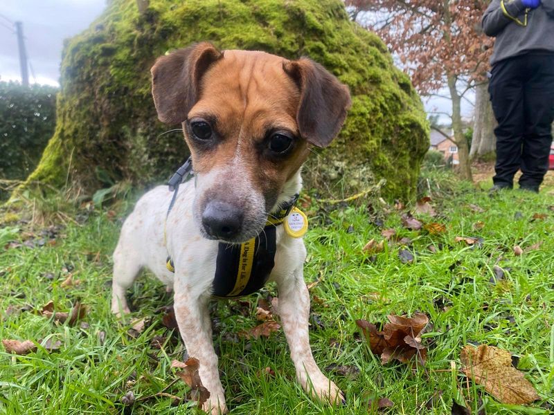 Jack Russell Terrier for adoption in , – 3 years old - Image 2 of 2