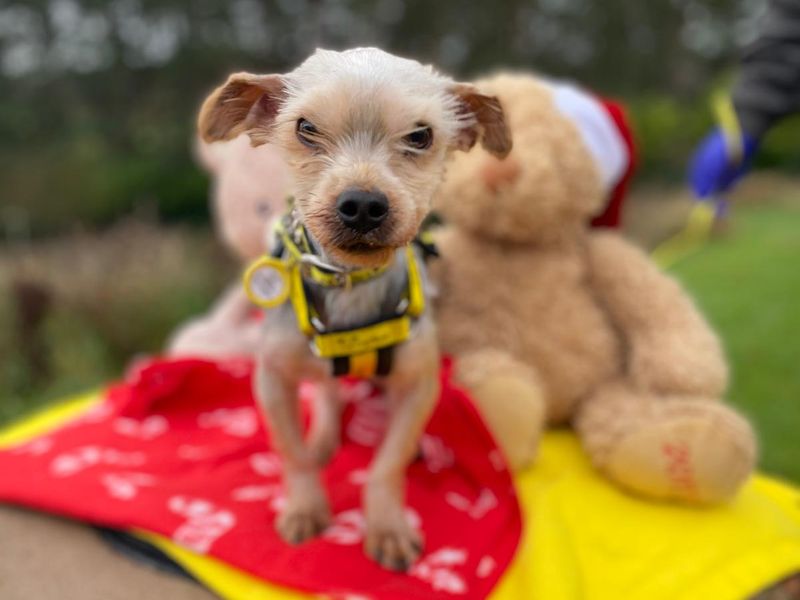 Yorkshire Terrier Dogs And Puppies For Adoption