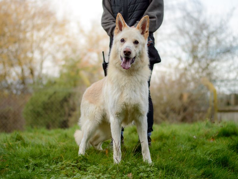 Apollo - Image 4 of 4