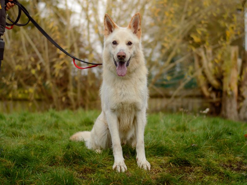 Apollo - Image 3 of 4