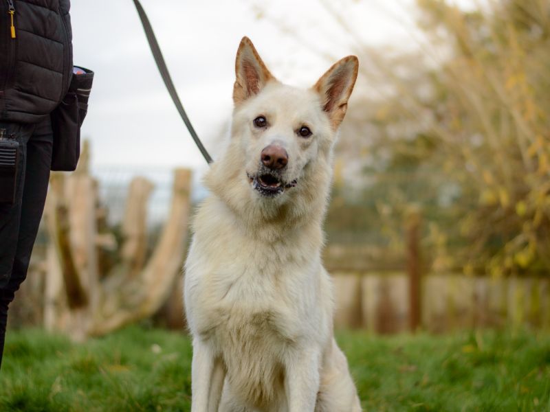 Apollo - Image 2 of 4