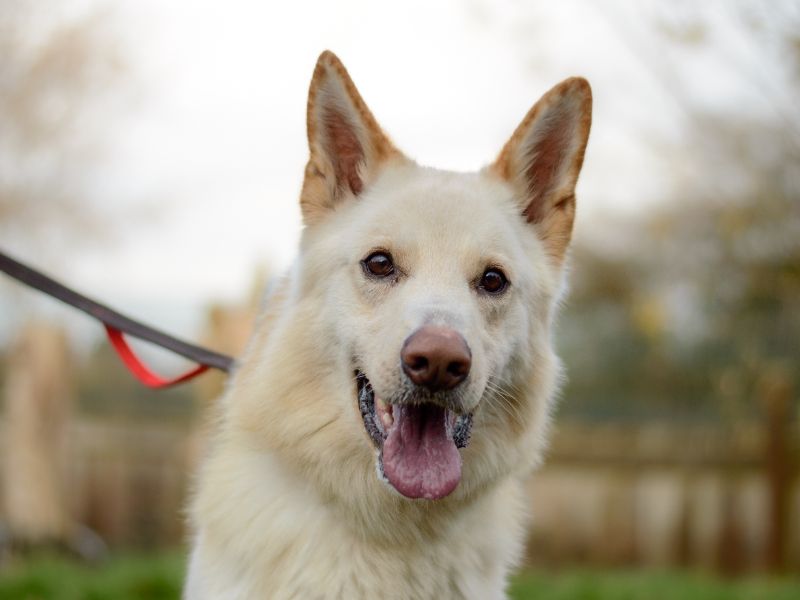 German Shepherd for adoption in Kenilworth, Warks – 3 years old