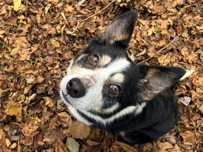 Ella, a 8 years old female Collie available for adoption from Dogs Trust in Basildon, Essex