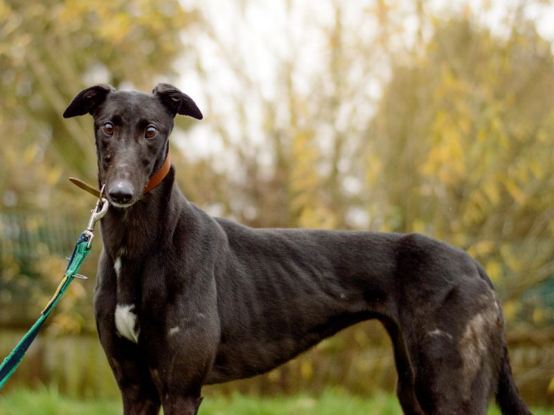 Naomi | Greyhound | Kenilworth (West Midlands) - 1