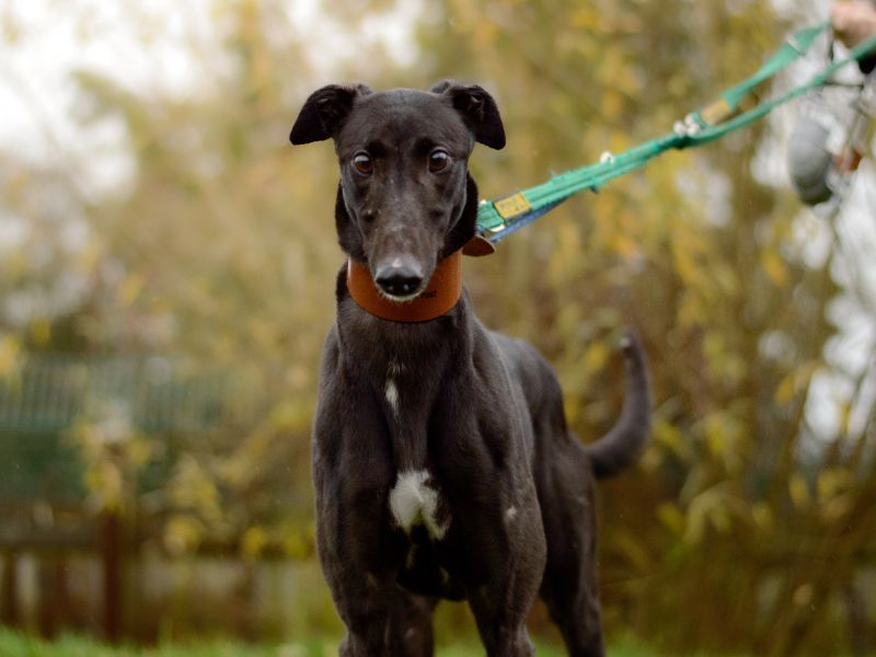 Greyhound for adoption in Kenilworth, Warks – 3 years old - Image 4 of 4