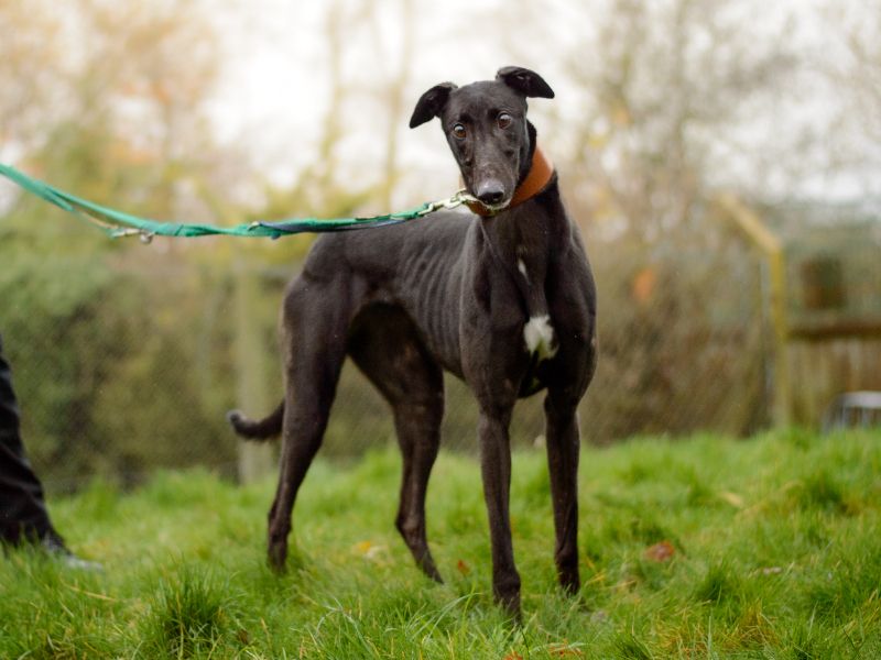 Greyhound for adoption in Kenilworth, Warks – 3 years old - Image 2 of 4