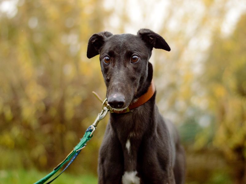 Greyhound for adoption in Kenilworth, Warks – 3 years old - Image 3 of 4