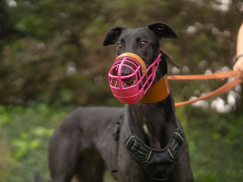 undefined | Greyhound | undefined - 4