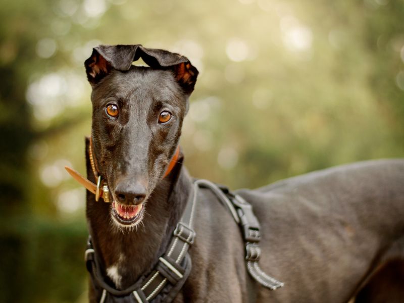 Naomi | Greyhound | Kenilworth (West Midlands) - 5