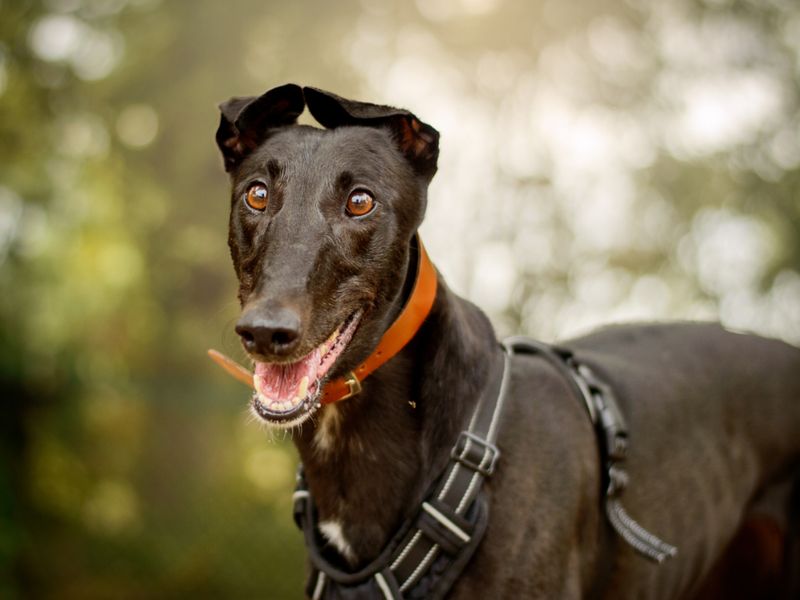 Naomi | Greyhound | Kenilworth (West Midlands) - 6