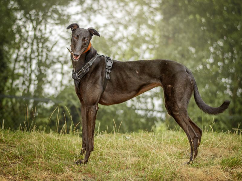 Naomi | Greyhound | Kenilworth (West Midlands) - 9