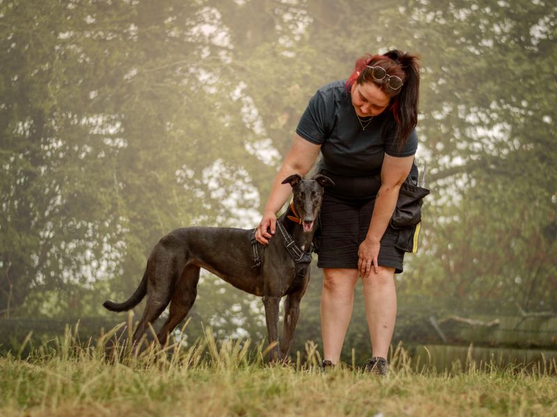 Naomi | Greyhound | Kenilworth (West Midlands) - 2