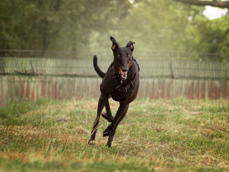 Naomi | Greyhound | Kenilworth (West Midlands) - 3
