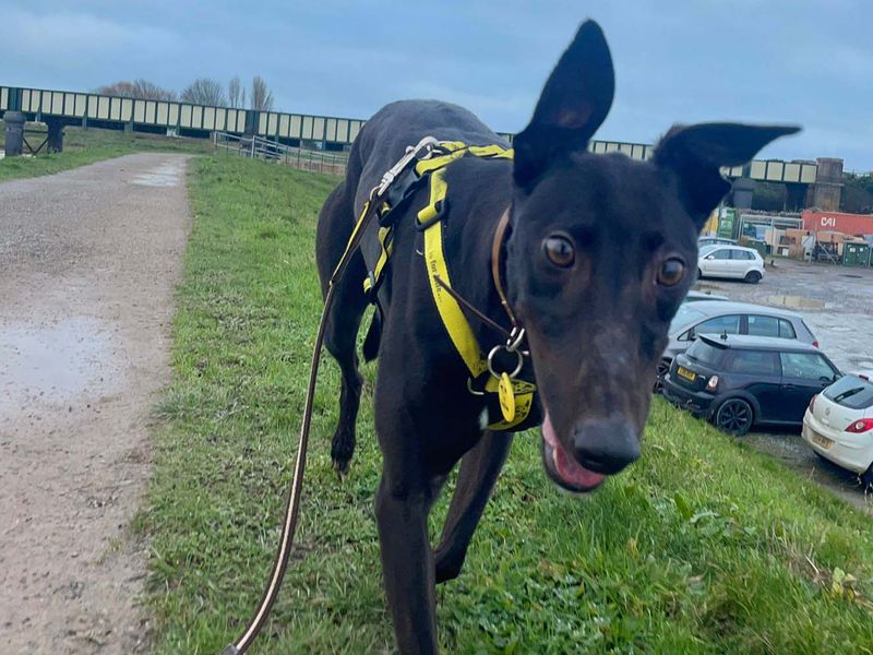 Jade | Greyhound | Shoreham (Sussex) - 1
