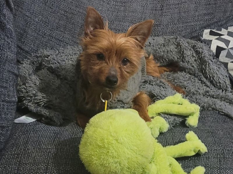 Yorkshire Terrier for adoption in Kenilworth, Warwickshire – 7 years old - Image 2 of 4