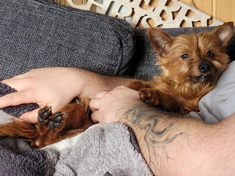 Yorkshire Terrier Dogs And Puppies For Adoption