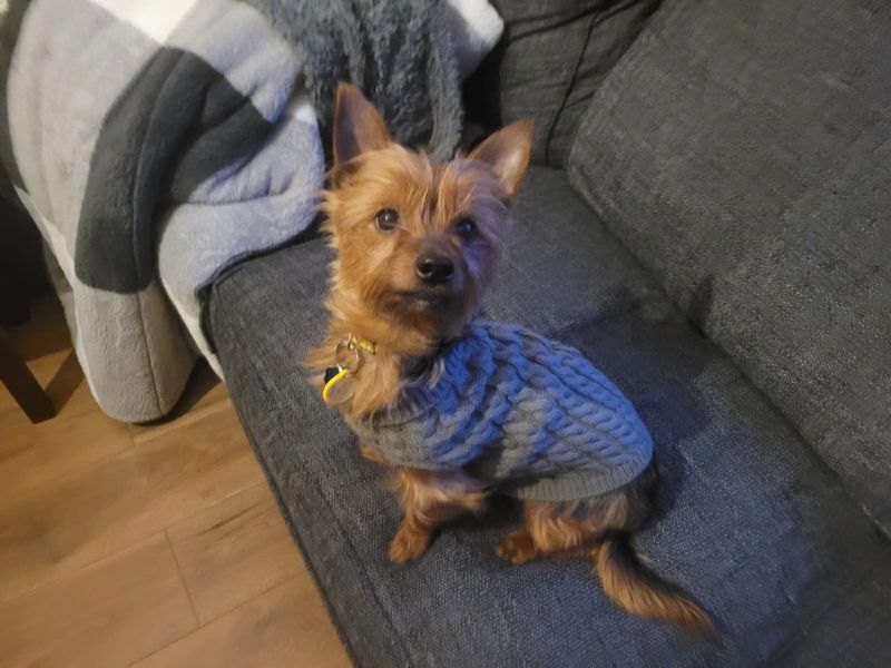 Yorkshire Terrier for adoption in Kenilworth, Warwickshire – 7 years old - Image 4 of 4