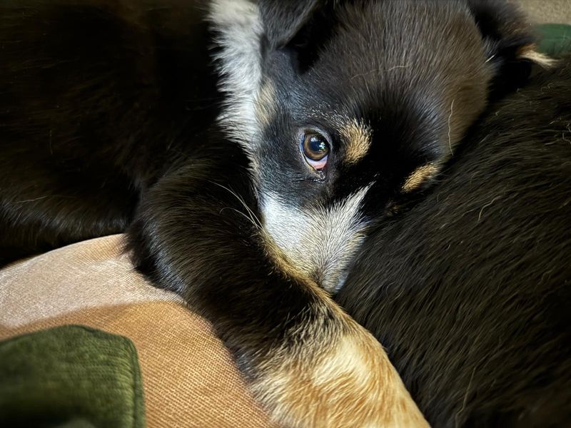 Border Collie for adoption in West Calder, West Lothian – 5 months old - Image 2 of 2