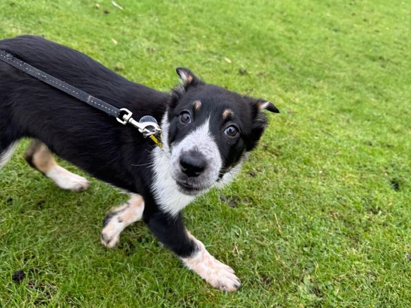 Dottie, a 3 months old female Collie available for adoption from Dogs Trust in West Calder, Edinburgh