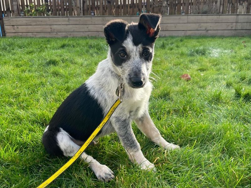 Border Collie for adoption in West Calder, West Lothian – 3 months old