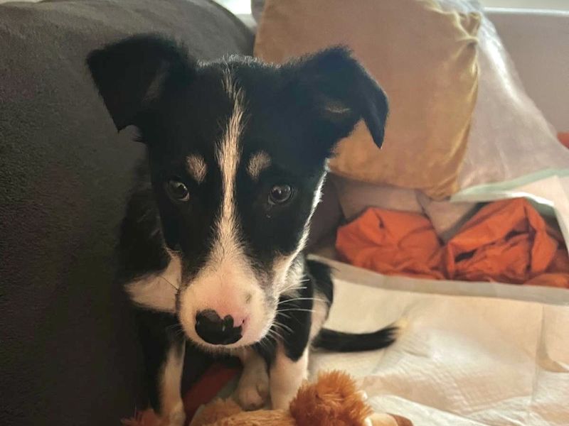 Border Collie for adoption in West Calder, West Lothian – 3 months old
