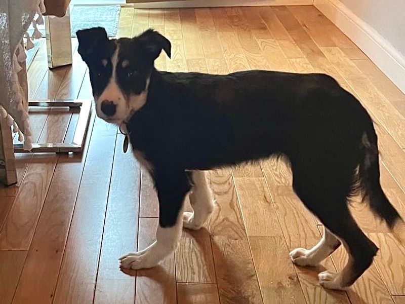 Border Collie for adoption in West Calder, West Lothian – 5 months old - Image 2 of 2
