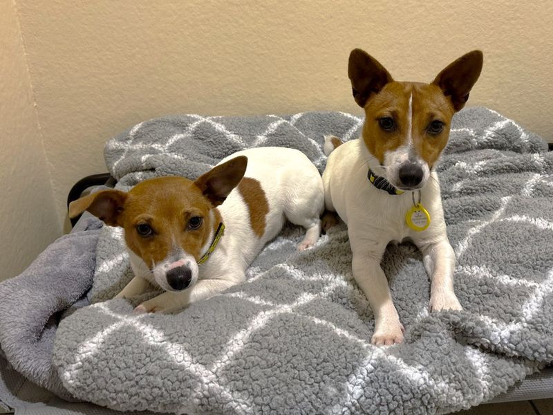 Anna | Terrier (Jack Russell) | Canterbury - 1