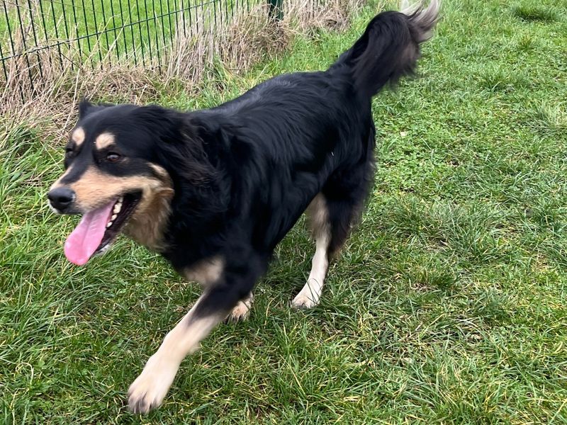 Theo | Crossbreed | Shoreham (Sussex) - 1