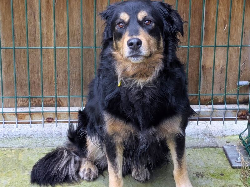 Rottweiler for adoption in Shoreham by Sea, West Sussex – 3 years old - Image 4 of 4