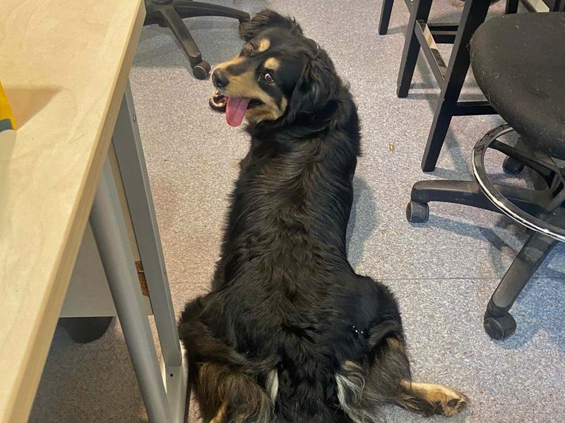 Rottweiler for adoption in Shoreham by Sea, West Sussex – 3 years old - Image 2 of 4