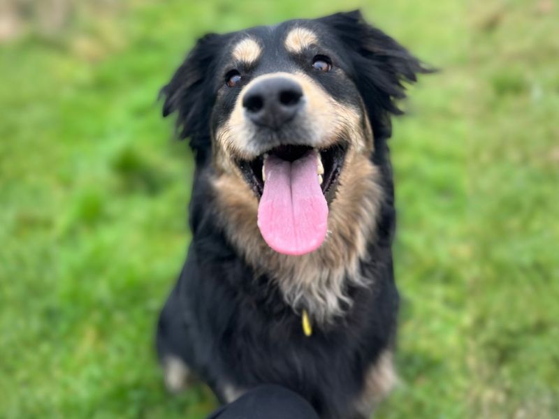 Rottweiler for adoption in Shoreham by Sea, West Sussex – 3 years old - Image 3 of 4