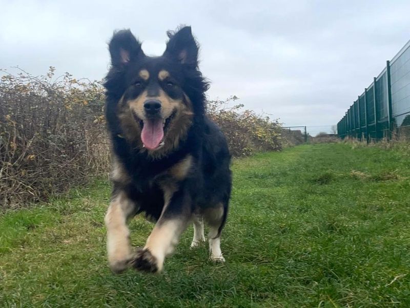Theo, a 4 years old male Crossbreed available for adoption from Dogs Trust in Shoreham, West Sussex