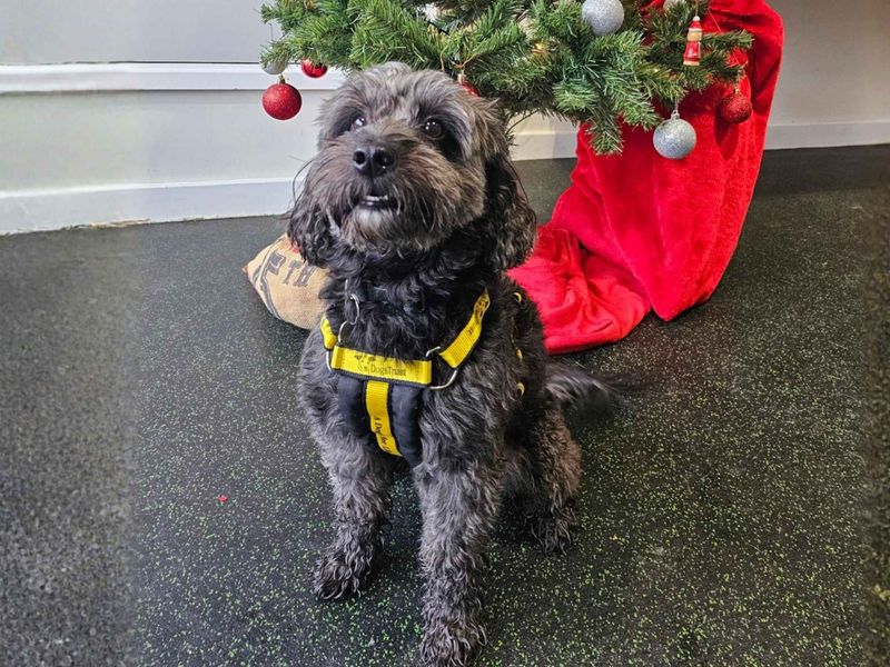 Poodle for adoption in Newbury, Berks – 4 years old