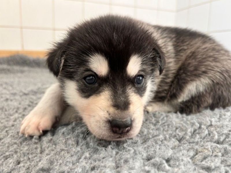 Siberian Husky Dogs And Puppies For Adoption