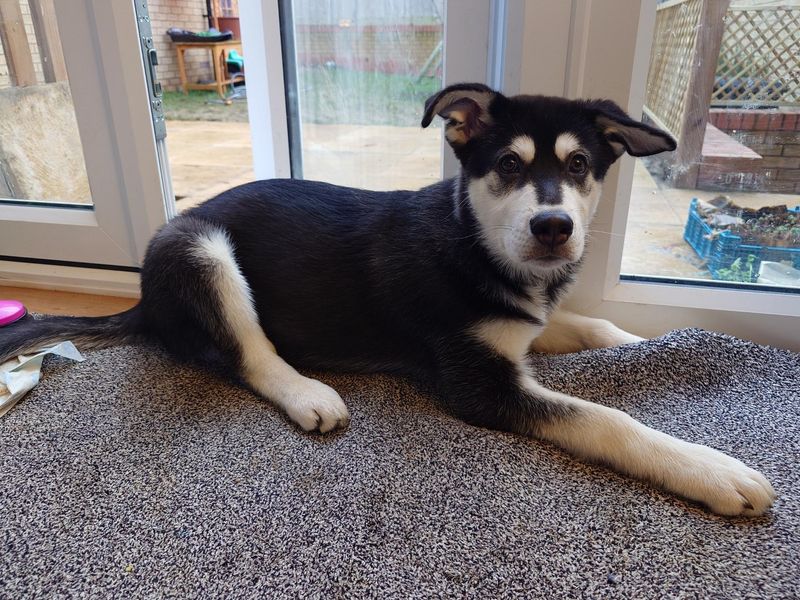Siberian Husky for adoption in Snetterton, Norfolk – 3 months old - Image 2 of 2