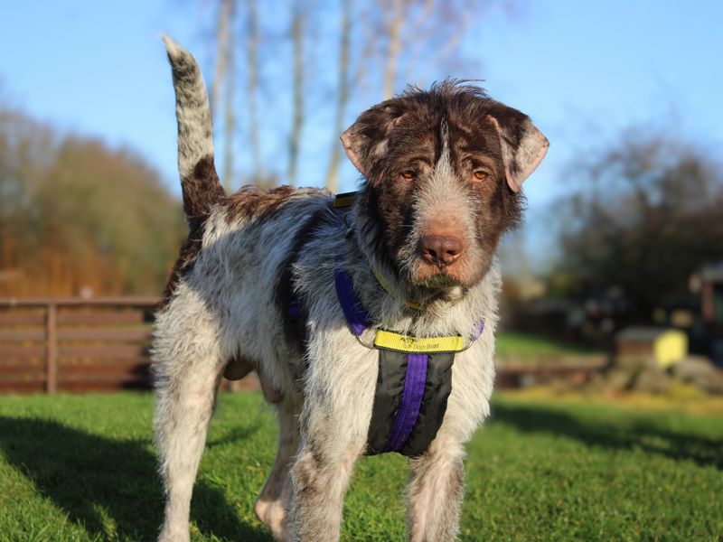 German Pointer for adoption in Liverpool, Merseyside – 1 year old - Image 4 of 4
