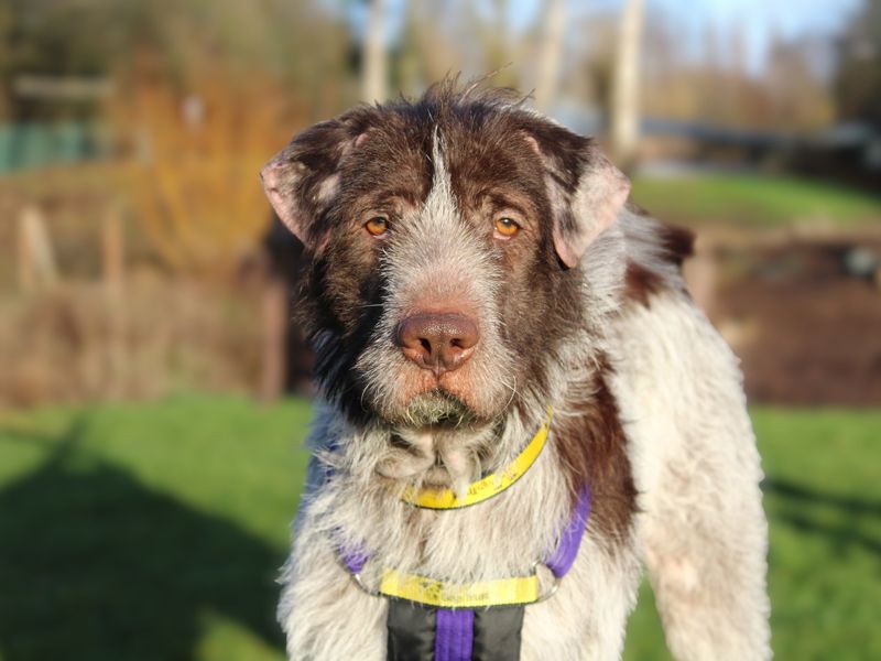 German Pointer for adoption in Liverpool, Merseyside – 1 year old - Image 3 of 4