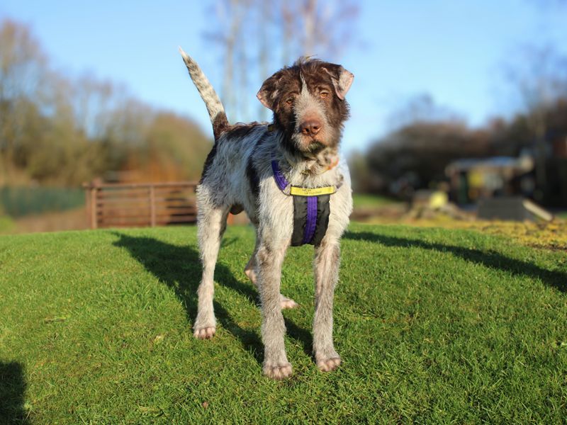 German Pointer Dogs And Puppies For Adoption
